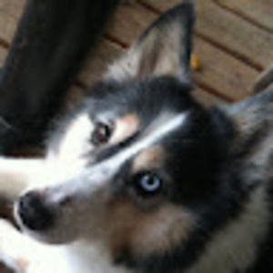 Meet your Posher, Dana